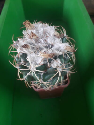 Coryphantha garessii