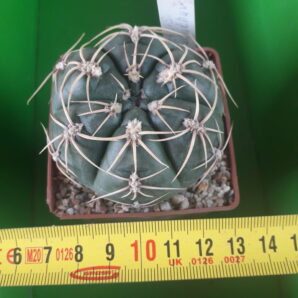 G. denudatum JAN SUBA'