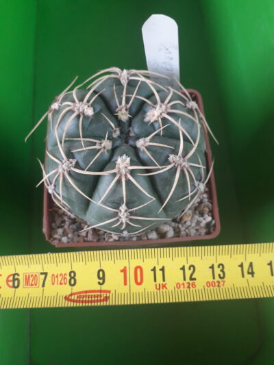 G. denudatum JAN SUBA'