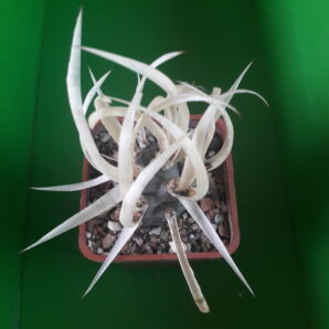 Tephrocactus articulatus var. papyracanthus