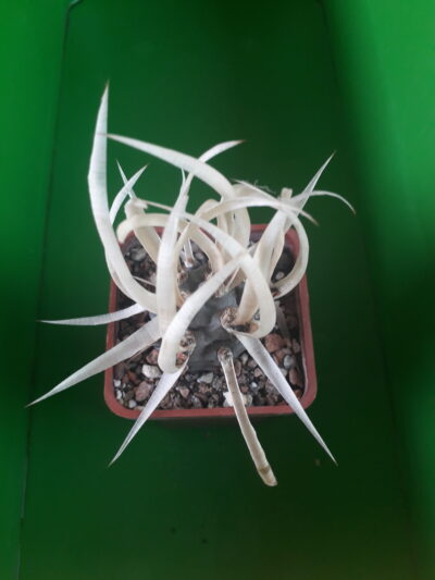 Tephrocactus articulatus var. papyracanthus