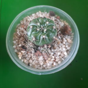 Gymnocalycium damsii