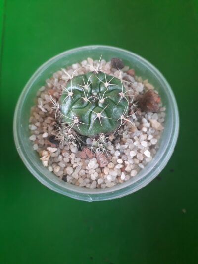 Gymnocalycium damsii
