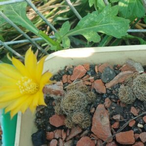 Lobivia arachnacantha v.sulphurea Vazq 542