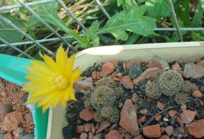 Lobivia arachnacantha v.sulphurea Vazq 542