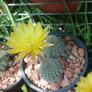 Lobivia arachnacantha v.sulphurea Vazq 542