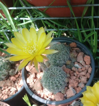 Lobivia arachnacantha v.sulphurea Vazq 542