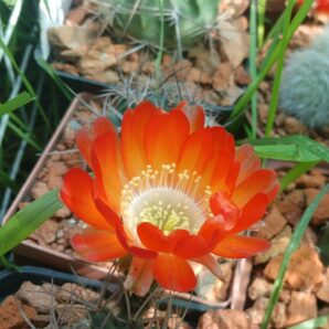 Lobivia haematantha v.hualfinensis JO 1081.2