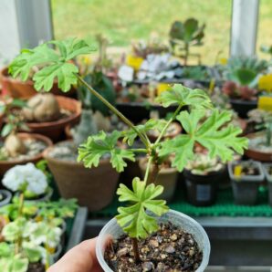 Pelargonium exhibens