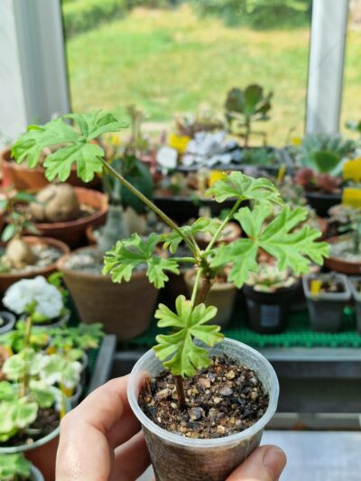 Pelargonium exhibens