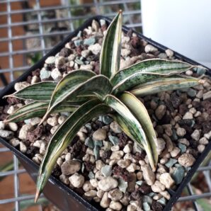 Sansevieria hybrid lavranos white variegated
