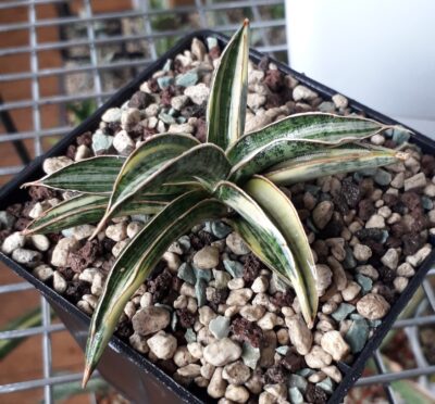 Sansevieria hybrid lavranos white variegated