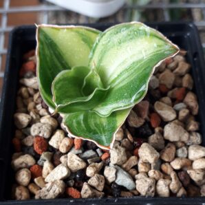 Sansevieria hybrid white variegated