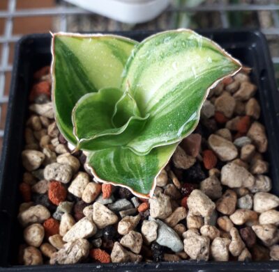 Sansevieria hybrid white variegated