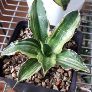 Sansevieria hybrid white variegated | 89