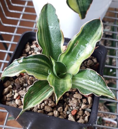 Sansevieria hybrid white variegated