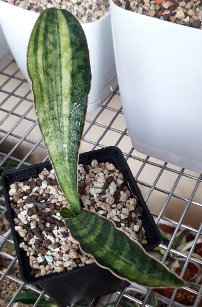 Sansevieria hybrid variegated
