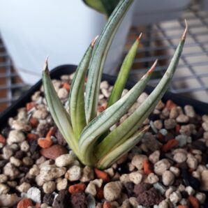 Sansevieria hybrid white variegated