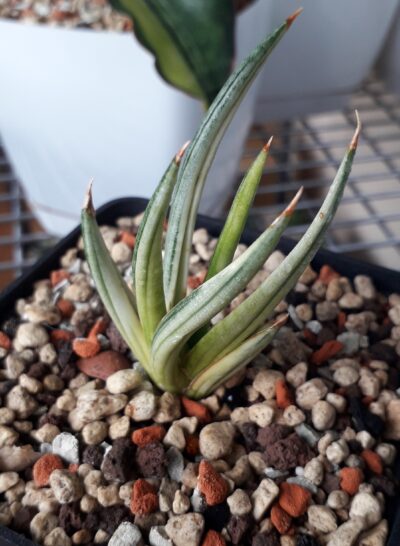 Sansevieria hybrid white variegated