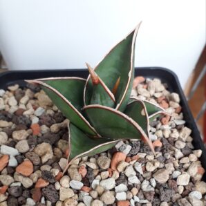 Sansevieria pinguicula | 91