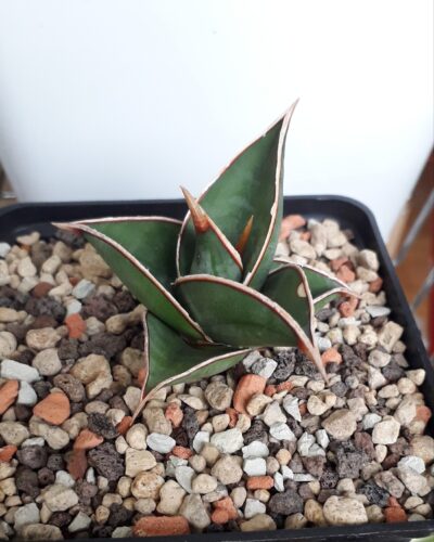 Sansevieria pinguicula