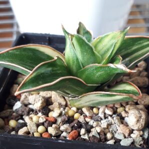 Sansevieria hybrid white variegated
