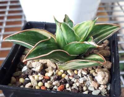 Sansevieria hybrid white variegated