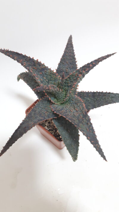 Aloe hybrid - Зображення 2
