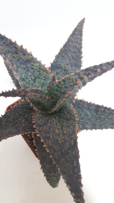 Aloe hybrid - Зображення 3