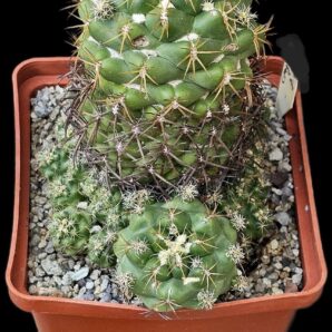 Coryphantha andreae (8x8)-2503B