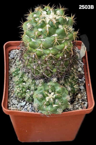 Coryphantha andreae (8x8)-2503B