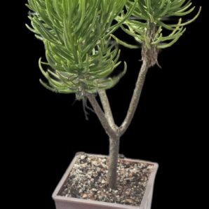 Senecio barbertonicus (10x10)-2504(120)