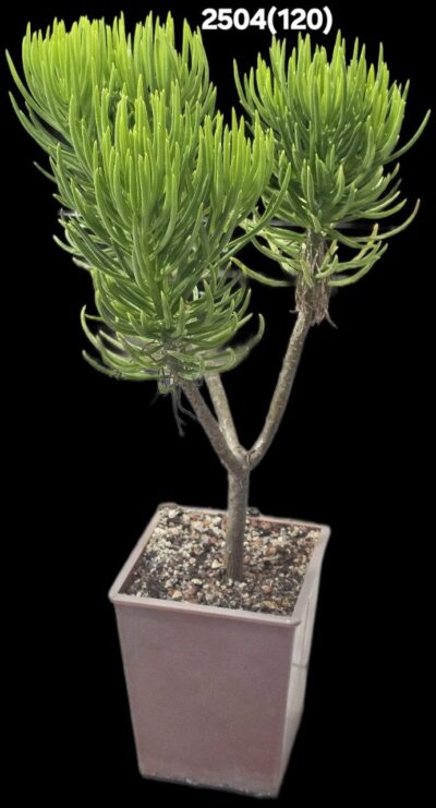 Senecio barbertonicus (10x10)-2504(120)
