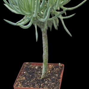 Senecio talinoides (Ice Sticks) (8x8)-2505(170)