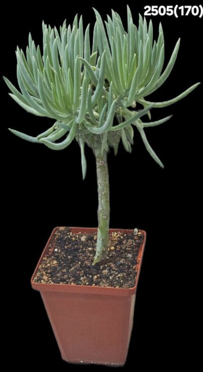 Senecio talinoides (Ice Sticks) (8x8)-2505(170)