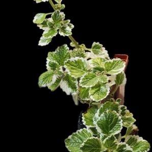 Plectranthus ERNSTII fa. variegata (7x7)-2507(390)