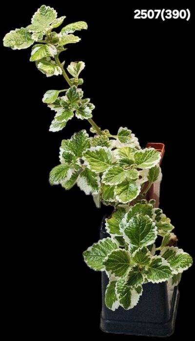 Plectranthus ERNSTII fa. variegata (7x7)-2507(390)