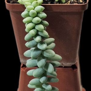 Sedum burrito (5x5)-2508(155)
