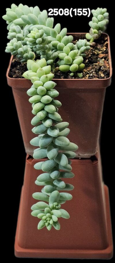 Sedum burrito (5x5)-2508(155)