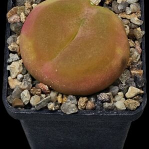 Conophytum maughanii ssp. armeniacum -COP 297-2 (5x5)- 2509(177)