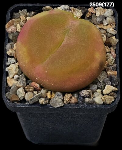 Conophytum maughanii ssp. armeniacum -COP 297-2 (5x5)- 2509(177)