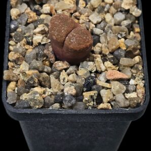 Conophytum verrucosum -MG 1807 (5x5)-2510(209)