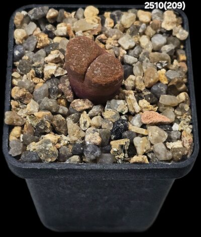 Conophytum verrucosum -MG 1807 (5x5)-2510(209)