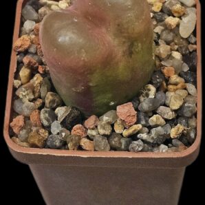 Conophytum maughanii (fa B) -Hester Malan, MG 1430.47 (5x5)-2511(132 B)