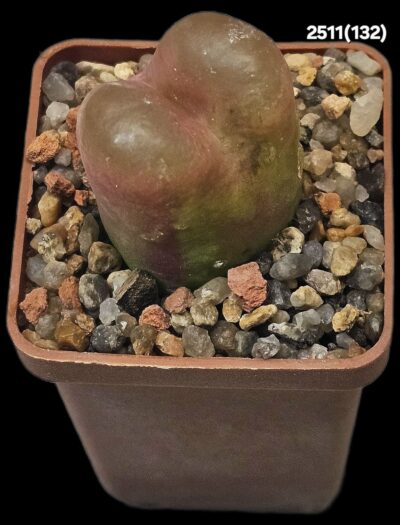 Conophytum maughanii (fa B) -Hester Malan, MG 1430.47 (5x5)-2511(132 B)