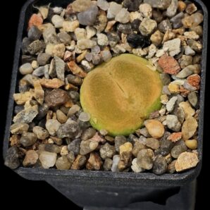 Conophytum maughanii ssp. latum -E Umdaus, COP 166-7 (5x5)-2512(189)