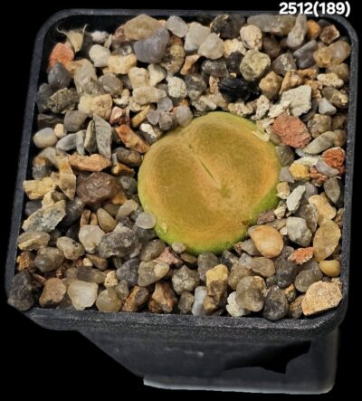 Conophytum maughanii ssp. latum -E Umdaus, COP 166-7 (5x5)-2512(189)