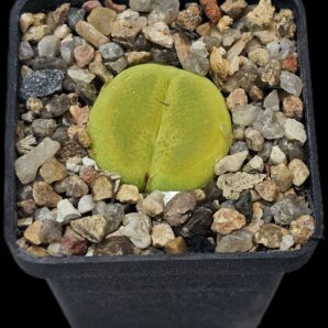 Conophytum maughanii ssp. latum -Umdaus, SH (5x5)- 2513(191)