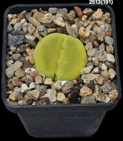 Conophytum maughanii ssp. latum -Umdaus, SH (5x5)- 2513(191)