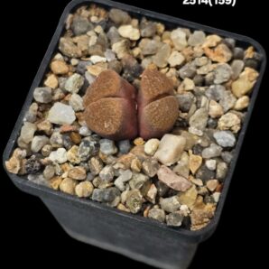 Conophytum verrucosum -COP 353-073 (2h)(5x5)-2514(159)